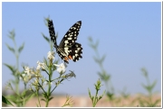20140819 1 Esfahan 16b