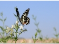 20140819 1 Esfahan 16b