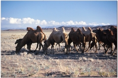 20050828-Gobi (41)