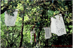 20060728-Basum-Tso-24