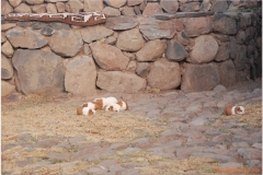 Peru 20070731 Puno Sillustani (78)