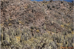 Peru 20070805 Arequipa-Colca (66)