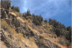 Peru 20070805 Arequipa-Colca (69)