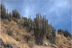 Peru 20070805 Arequipa-Colca (71)