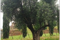 Italia20080522 (6)
