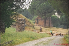 Italia20080529 appia (86)