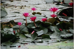 20081121 Kambodza - Siem Reap (136)