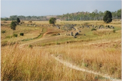 20081128 Laos Ponsavanh (11)