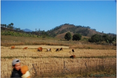 20081129 Laos Ponsavanh - Luang Prabang (23)