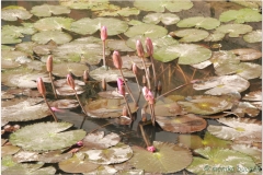 20081204 Wietnam Hanoi (79)