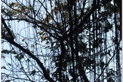 20081208 Wietnam Hanoi (25)