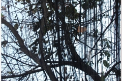 20081208 Wietnam Hanoi (26)