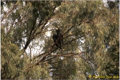 20090915 Bahar Dar - jez Tana (138)