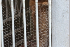20111114 Kuba Hawana (155)