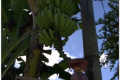 20111119 Baracoa (12)