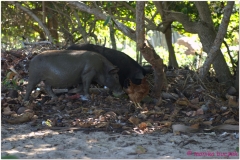 20111120 Baracoa-Maguana (12)