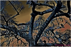 20111124 Kuba Trinidad (126)