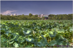 20120823 Japonia Tokio (22)