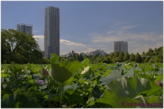 20120823 Japonia Tokio (22)And1more_fused