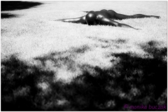 20120825 Japonia Tokio-Hakone (61)bw