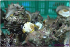 20120829 Japonia Tokio (30)