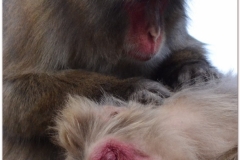 20120831 Japonia Kioto (111)kdr