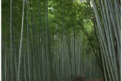 20120831 Japonia Kioto (138)