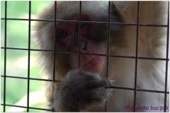 20120831 Japonia Kioto (77)