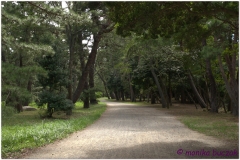 20120903 Japonia Amanohashidate (25)