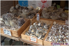 20120903 Japonia Amanohashidate (73)