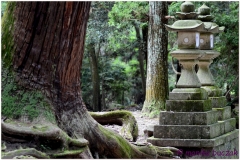 20120905 Japonia Nara (104)