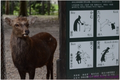 20120905 Japonia Nara (107)