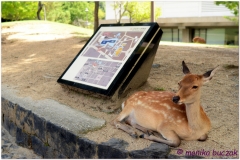 20120905 Japonia Nara (12)