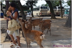 20120905 Japonia Nara (49)