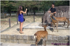 20120905 Japonia Nara (51)