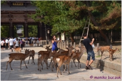 20120905 Japonia Nara (53)