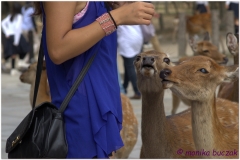 20120905 Japonia Nara (57)