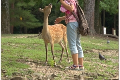 20120905 Japonia Nara (63)