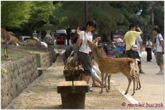 20120905 Japonia Nara (65)