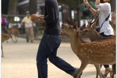 20120905 Japonia Nara (67)