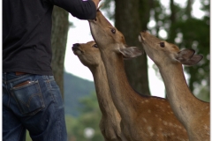 20120905 Japonia Nara (69)