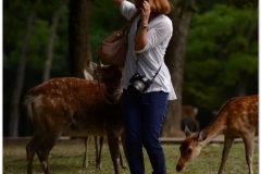 20120905 Japonia Nara (70)