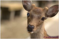 20120905 Japonia Nara (71)