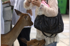 20120905 Japonia Nara (76)