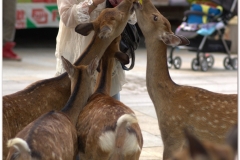 20120905 Japonia Nara (80)