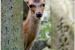 20120905 Japonia Nara (92)