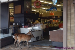 20120906 Japonia Hiroshima (67)kdr