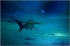 20120908 Japonia Osaka (112)