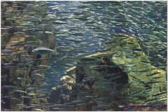 20120908 Japonia Osaka (119)