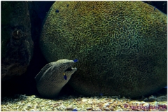 20120908 Japonia Osaka (147)